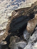 Diatrype stigma image