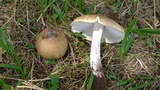 Termitomyces umkowaan image