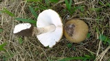 Termitomyces umkowaan image