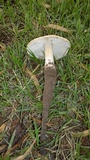 Termitomyces umkowaan image