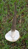 Termitomyces umkowaan image
