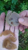 Peziza repanda image