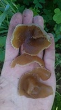 Peziza repanda image