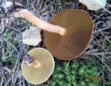 Suillus bovinus image