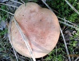 Suillus bovinus image