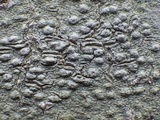 Pertusaria heterochroa image