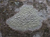 Pertusaria heterochroa image