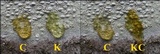 Pertusaria heterochroa image