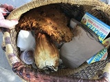 Gymnopilus ventricosus image