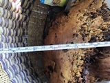 Gymnopilus ventricosus image