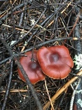 Cortinarius californicus image