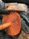 Cortinarius californicus image