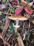 Cystoderma fallax image