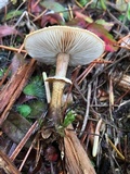 Cystoderma fallax image