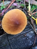 Cystoderma fallax image