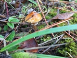 Cystoderma fallax image
