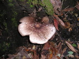 Agaricus hondensis image
