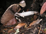 Agaricus hondensis image