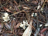 Helminthosphaeria clavariarum image