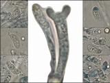 Dacrymyces stillatus image