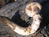 Armillaria solidipes image