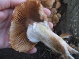 Armillaria solidipes image