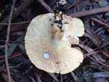 Leucopaxillus albissimus image