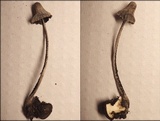 Coprinopsis tuberosa image