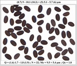 Coprinopsis tuberosa image