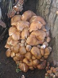 Armillaria solidipes image