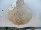 Trametes gibbosa image