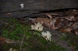 Clavulina coralloides image