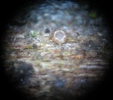 Cryptodiscus rhopaloides image