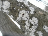 Cylindrobasidium evolvens image
