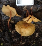 Marasmius cladophyllus image