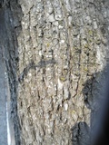 Aleurodiscus oakesii image