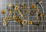 Mycena amicta image