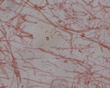 Mycena amicta image