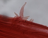 Mycena amicta image