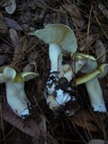 Tricholoma saponaceum image