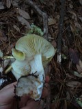 Tricholoma saponaceum image
