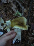 Tricholoma saponaceum image