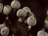 Physarum leucopus image