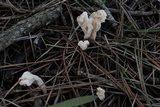 Clavulina rugosa image