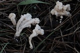Clavulina rugosa image