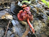 Hygrocybe punicea image