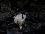 Ramariopsis kunzei image