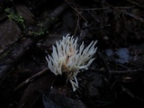 Ramariopsis kunzei image