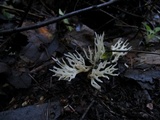 Ramariopsis kunzei image