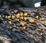 Dacrymyces capitatus image